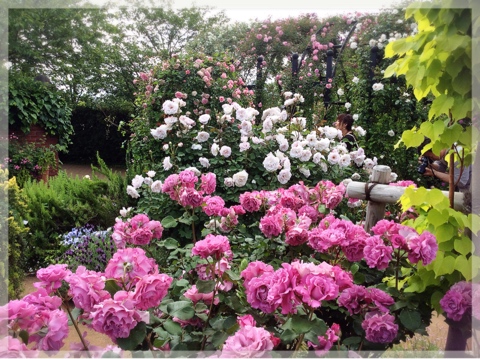 ローズ&ハーブガーデン