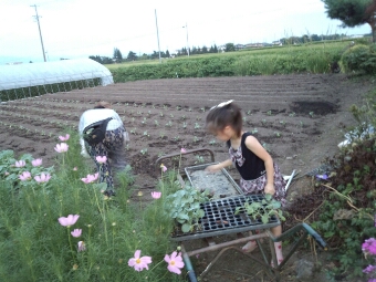 畑でお手伝い