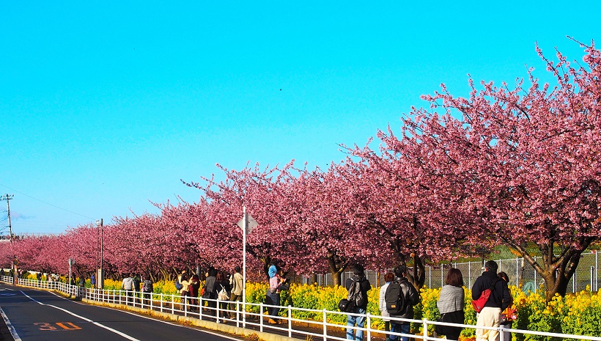三浦海岸　河津桜　加工