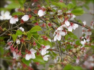 葉桜