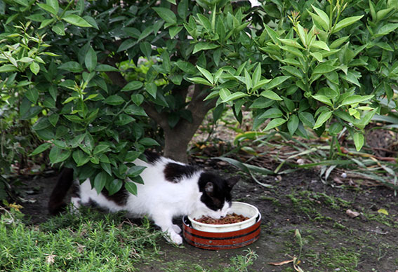 我が家のニャンコ♪2014/06/27-3