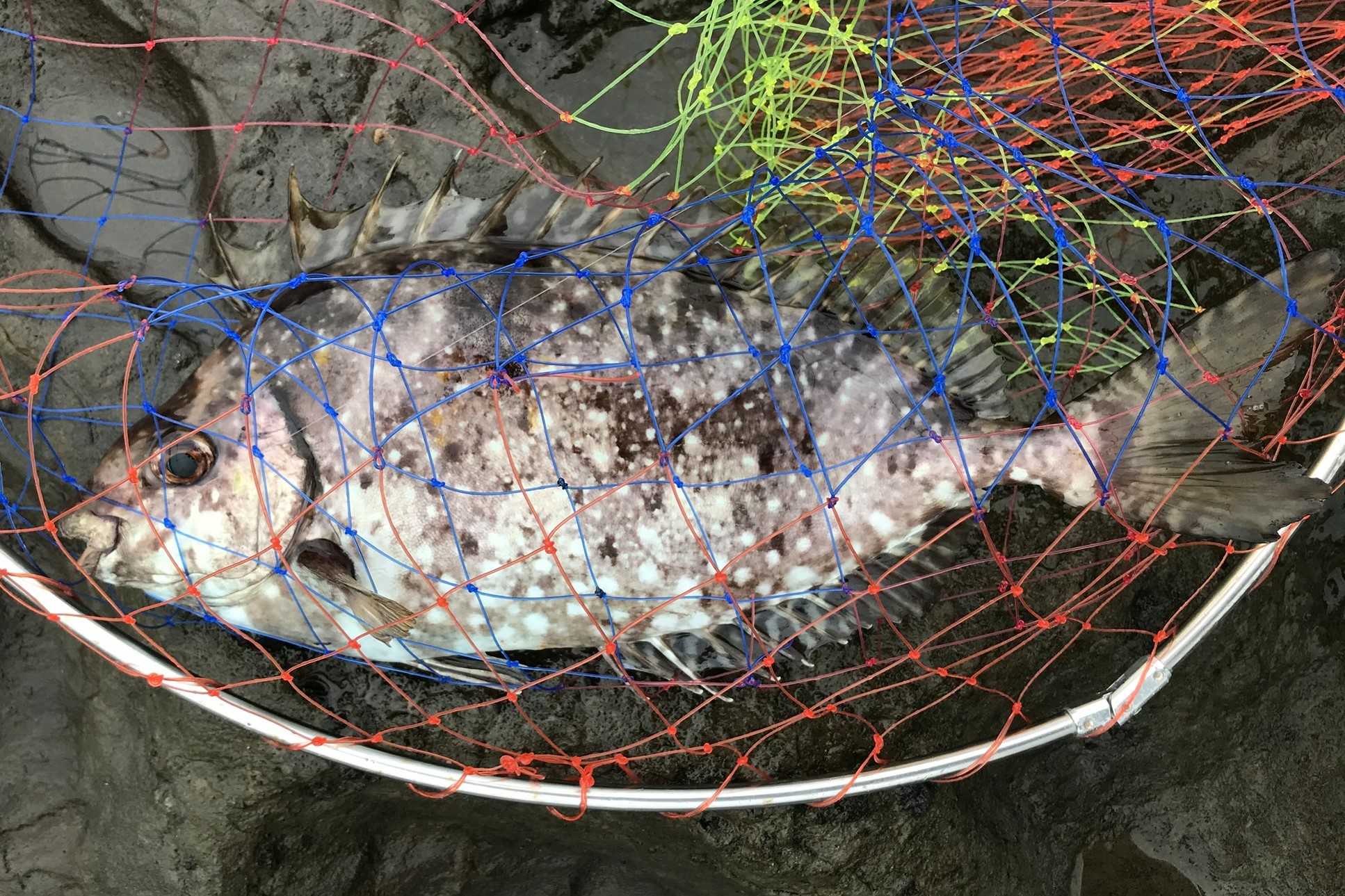 海釣り 神奈川東京釣行記 楽天ブログ