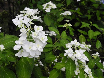 山紫陽花