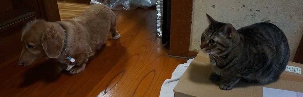 ヨッシイのブログ