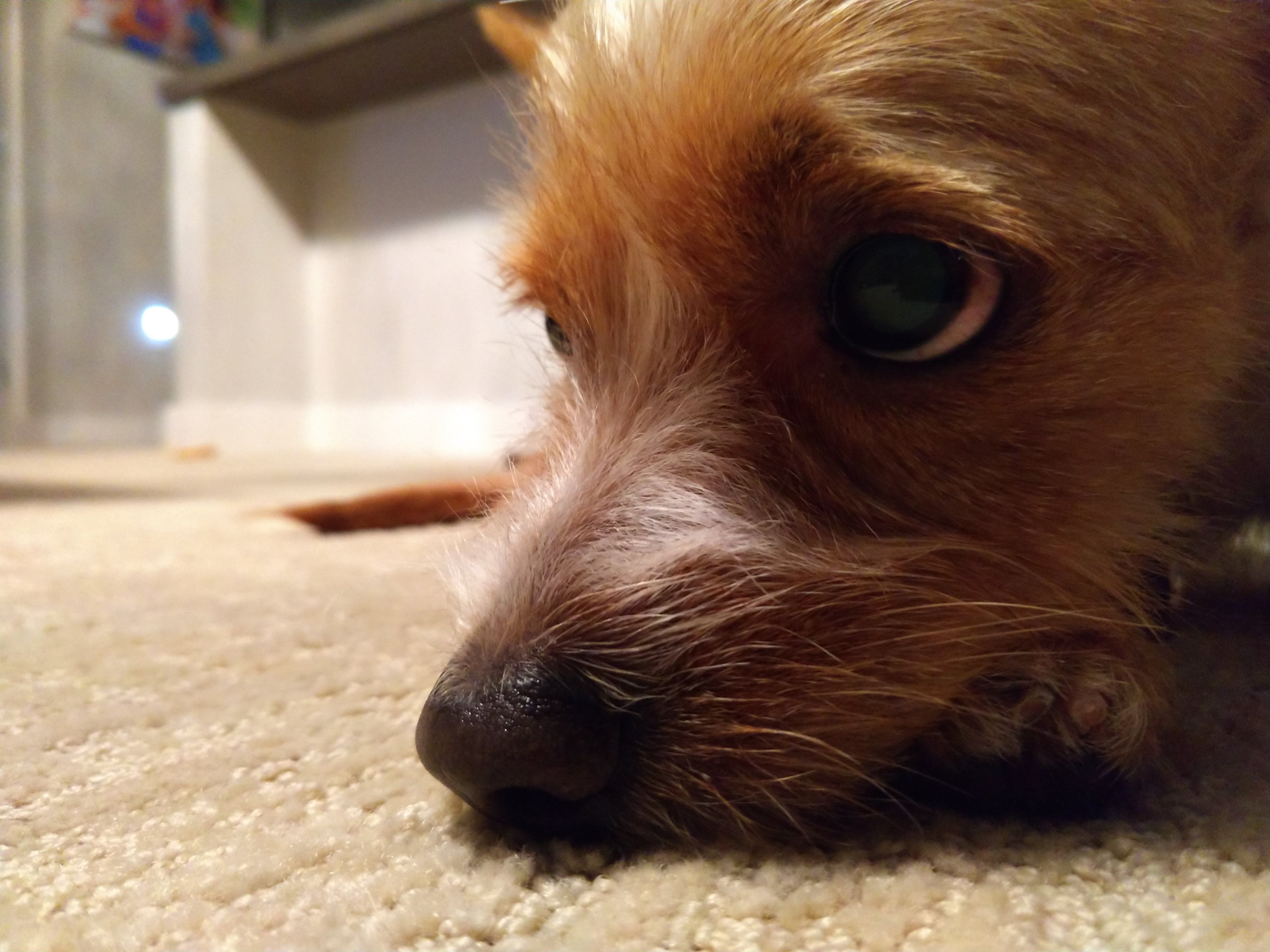 今日のカカアコ　+　保護犬キアヌ 01/20/2018 - ハワイで愛犬とセミリタイア生活写真日記：楽天ブログ