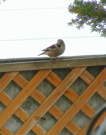 2017-05-08bard (2).JPG