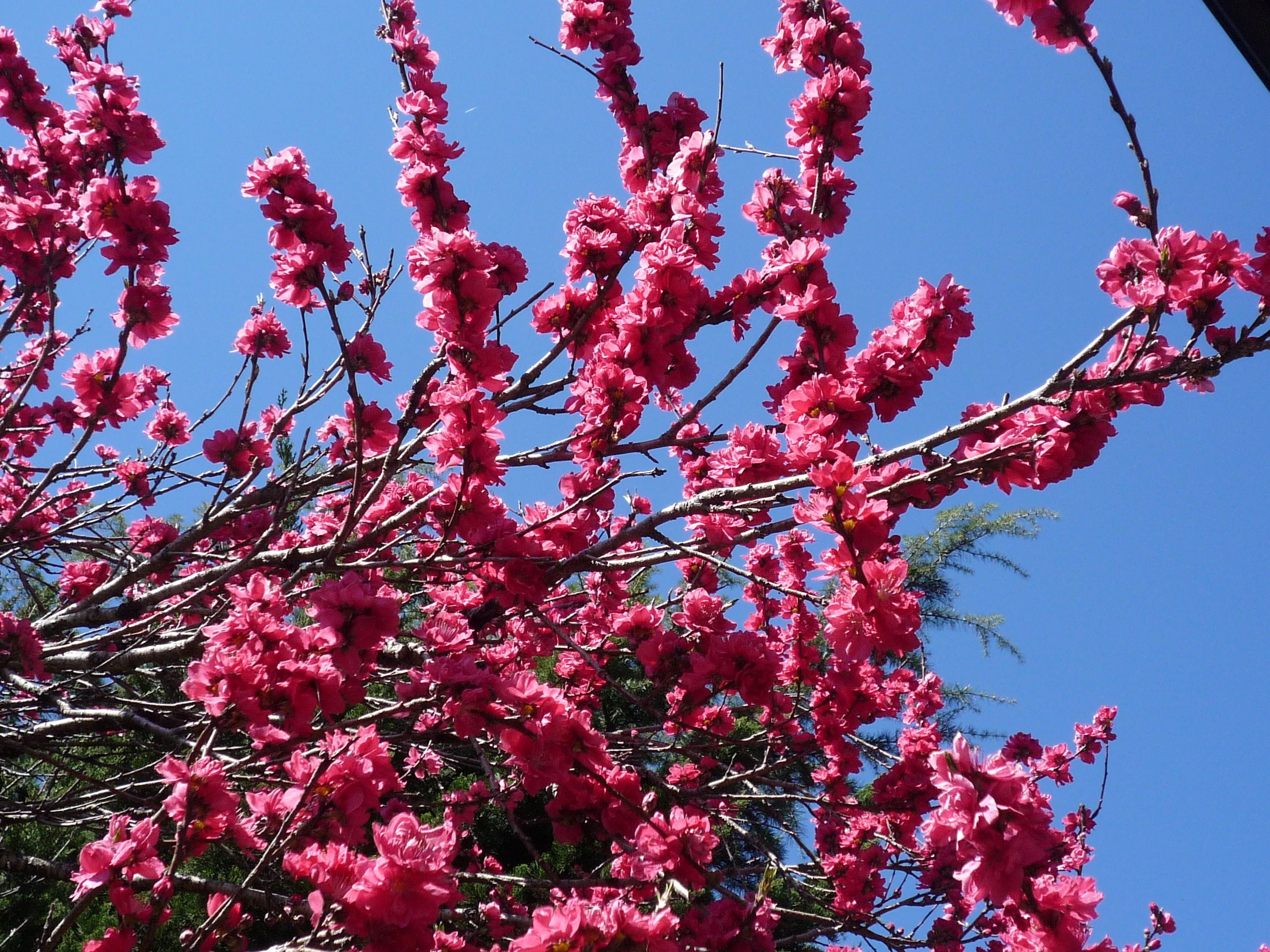 真っ赤な照手桃の花が満開を迎えています 茉優 翔 家庭菜園ブログ 楽天ブログ