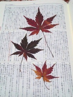 もみじ押し花.JPG