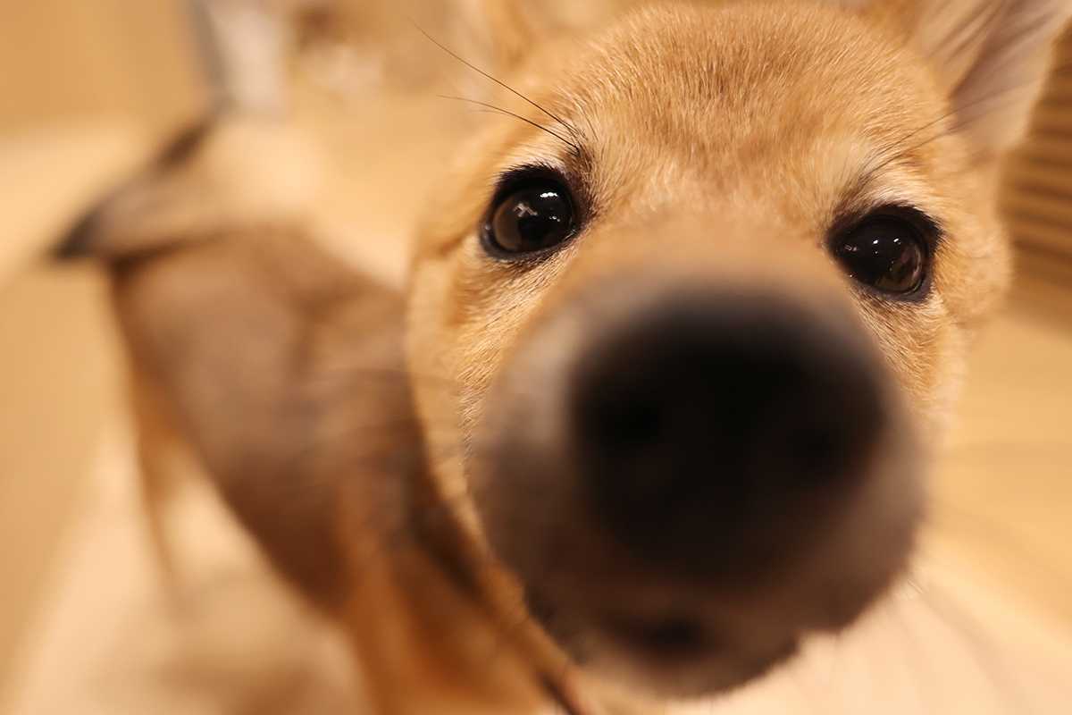 浅草 Rio犬カフェ イルカカメラとわんわんwinとねこmac 楽天ブログ