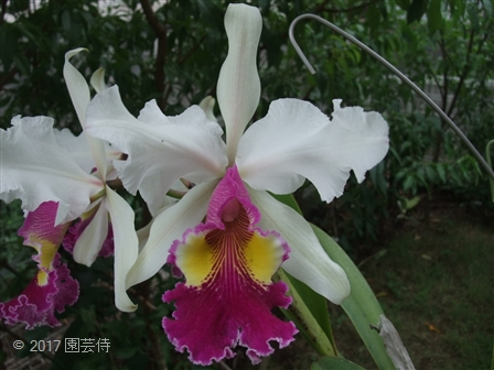 2017_07010035 - コピー.jpg