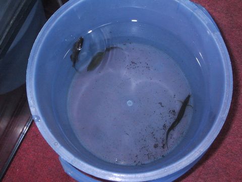 2015.01.19アブラボテ.JPG