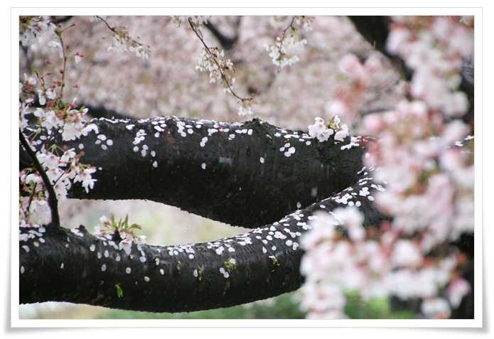 急用でバタバタ / 桜をもとめて 2021 （27）～伏見川・Part.2～ ＜4/4＞ 猫の瞳は宝石 楽天ブログ