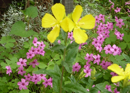 黄花の後ろ.jpg