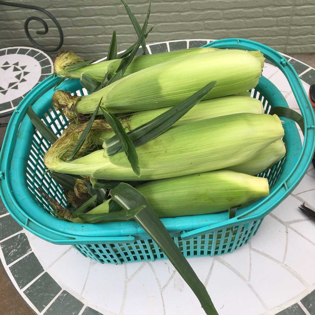 トウモロコシ Futtutyの菜園ブログ 楽天ブログ