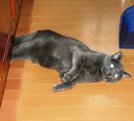 20150606猫17.jpg