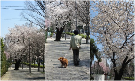 お花見２０１２「中央公園・和光樹林公園・新座緑道」.jpg