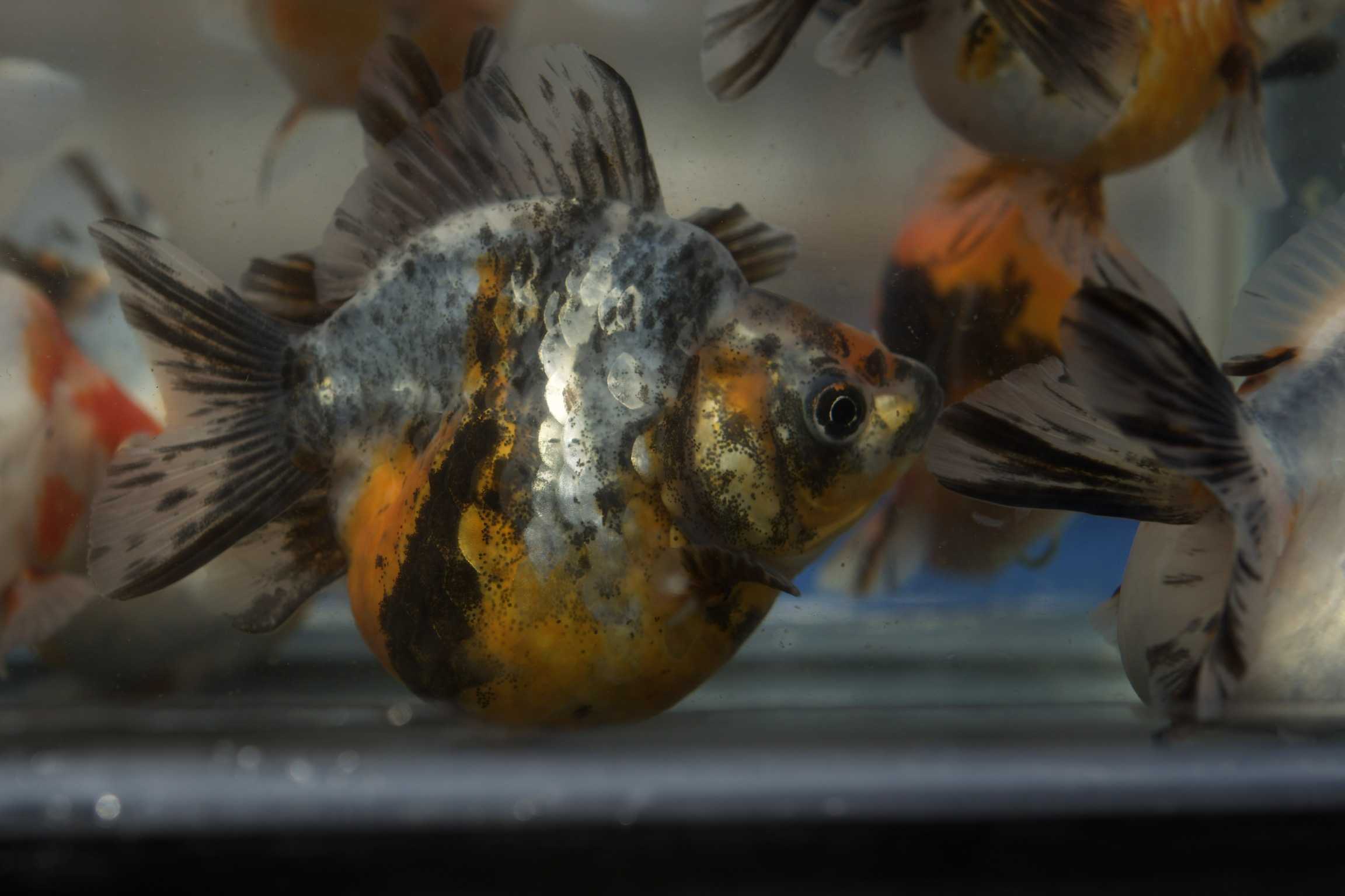 入荷情報と決算セールのお知らせです。 | 佐賀金魚専門店 花咲くじっ 