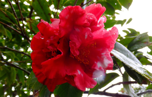 DSCF7007.jpg
