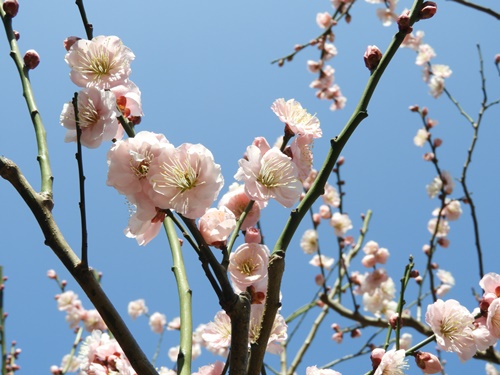 旧芝離宮恩賜庭園にて