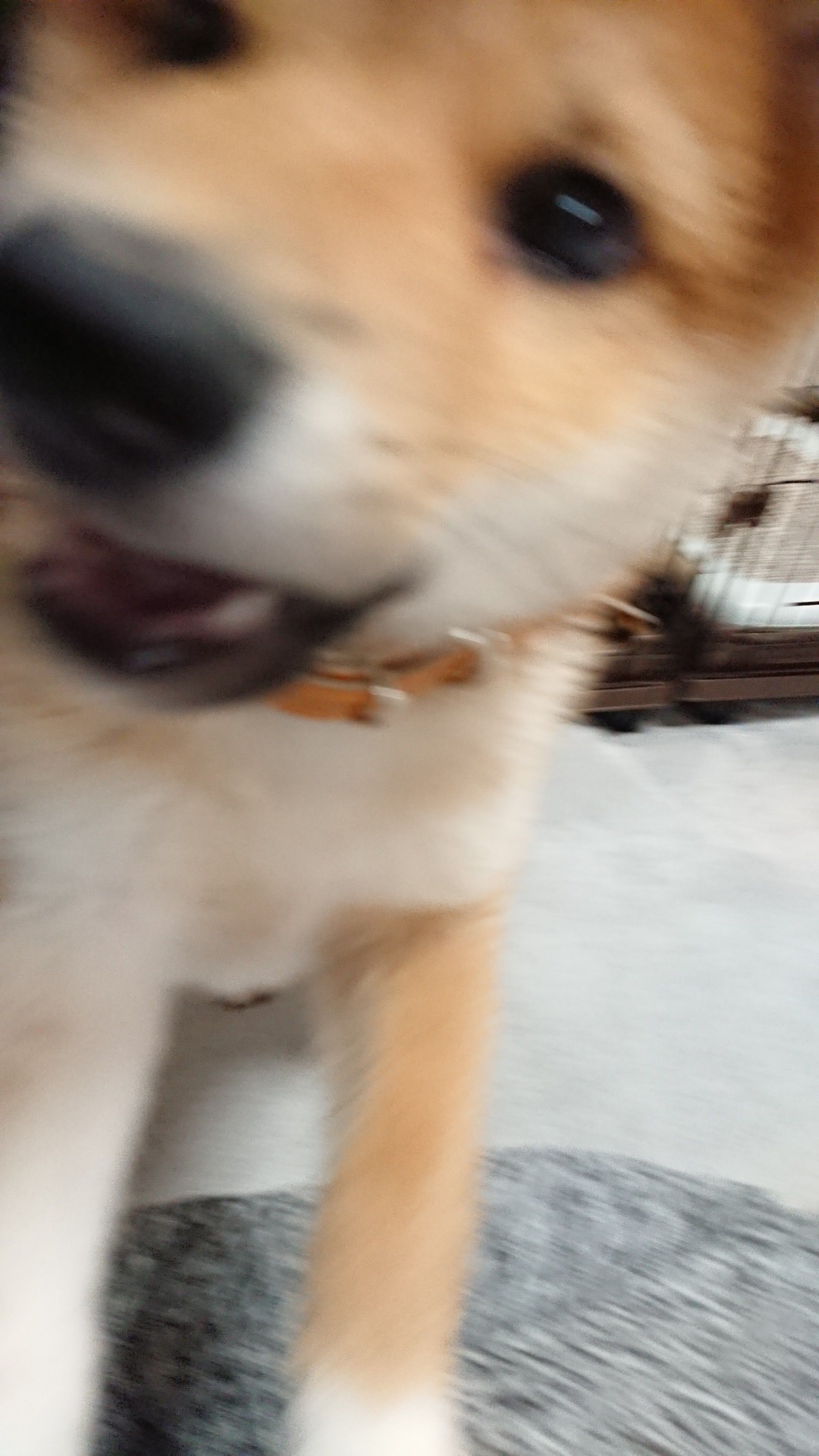 新着記事一覧 柴犬3翔物語 楽天ブログ 新着記事一覧 柴犬3翔物語 楽天ブログ