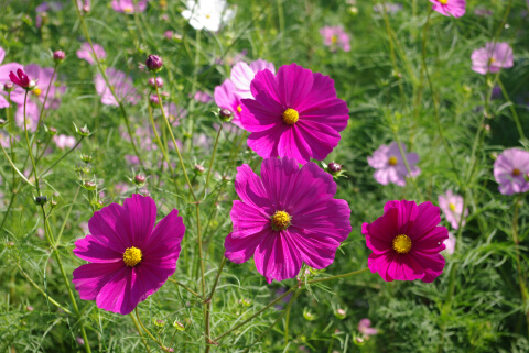 花の丘のコスモス