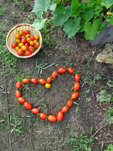 20130720 tomato heart.jpg