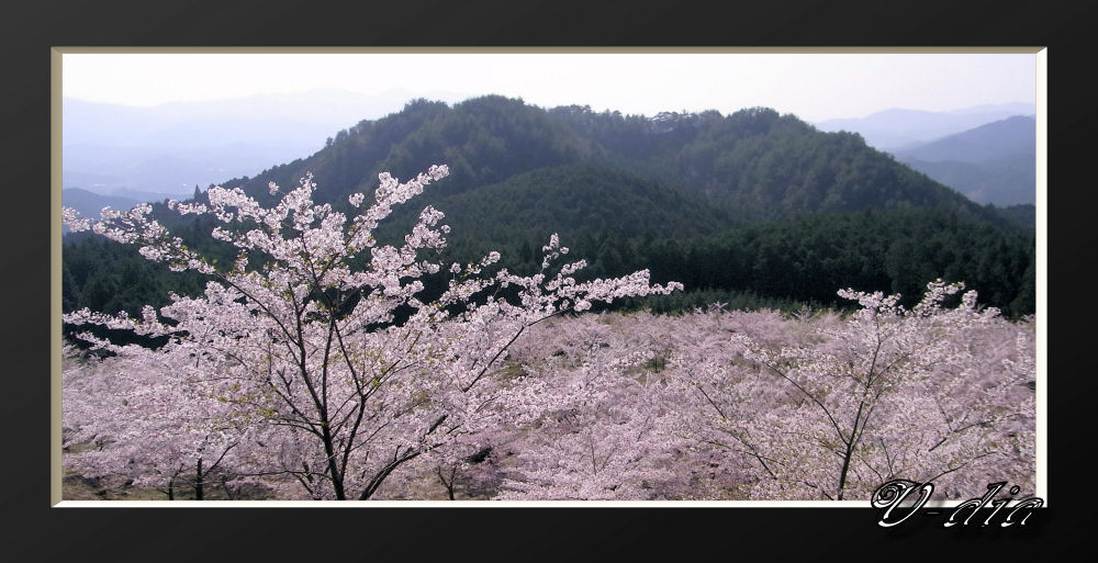 dakeyama000