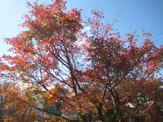 IMG_3792.JPG