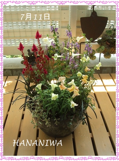 ケイトウの寄せ植え２１２０７１１.JPG