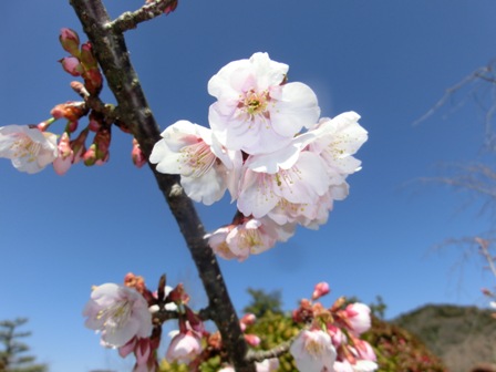 ツバキカンザクラ４