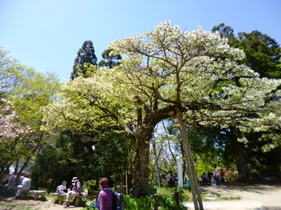a-P1040708.jpg
