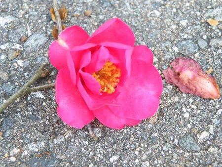 DSCF9024-p.jpg
