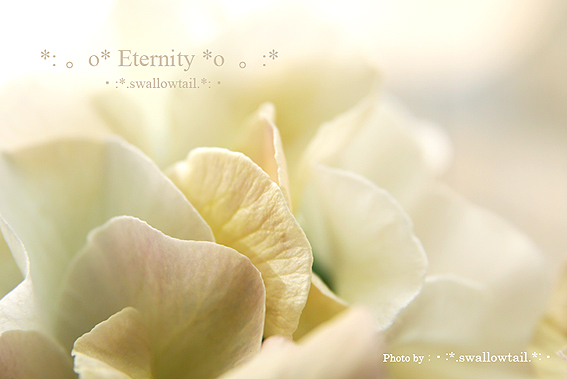 Photo by swallowtail　B.jpg