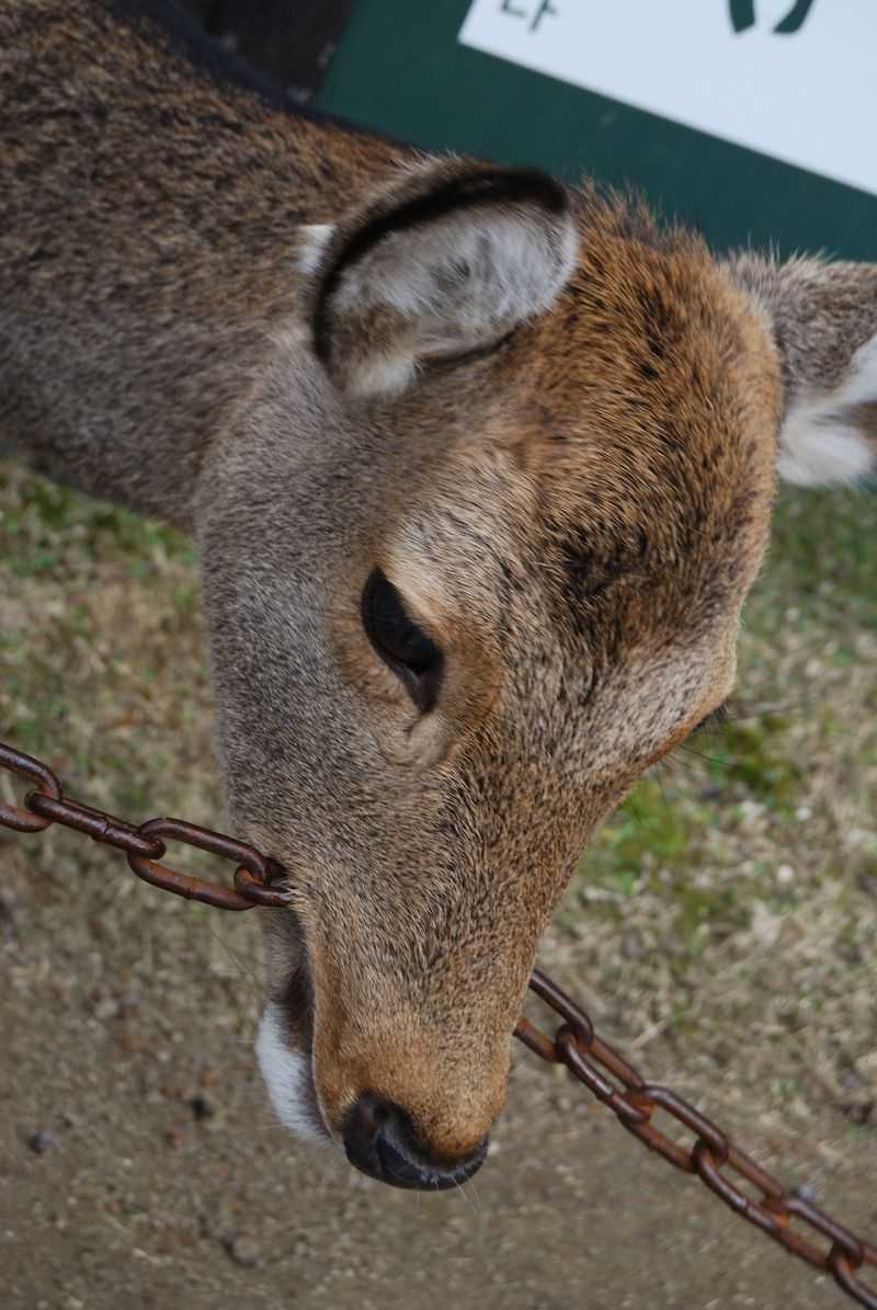 奈良公園の鹿ちゃんは ちばらき が発祥 焼きそば放浪記 楽天ブログ