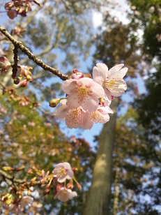 八幡宮　桜.jpg