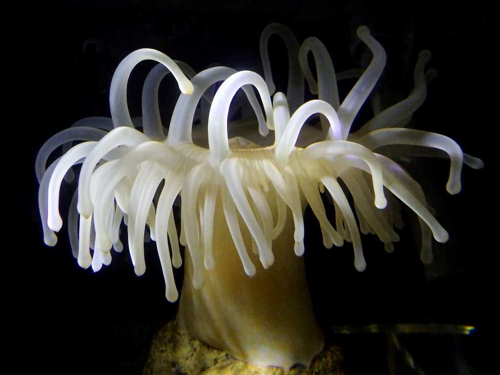 ドフラインイソギンチャク（Exocoelactis actinostoloides）10　深海性イソギンチャク　熊野灘産