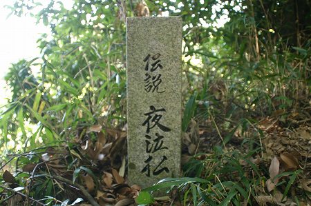 s-夜泣松.jpg