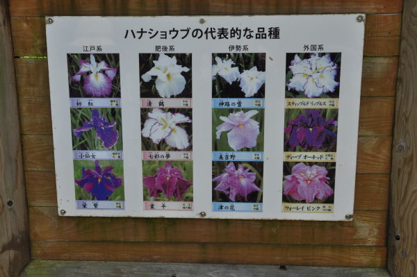 菖蒲・紫陽花