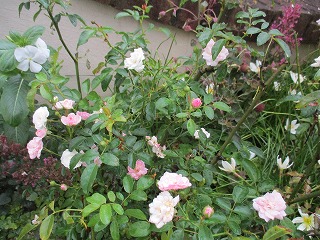 IMG_8189ss.jpg