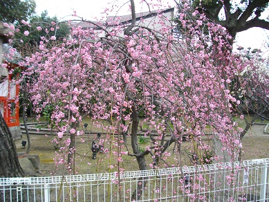 須磨　綱敷天満宮