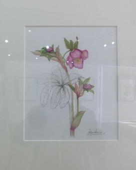 クリスマスローズ