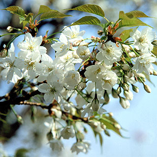 養老桜.jpg