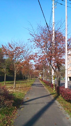 散歩道４.jpg
