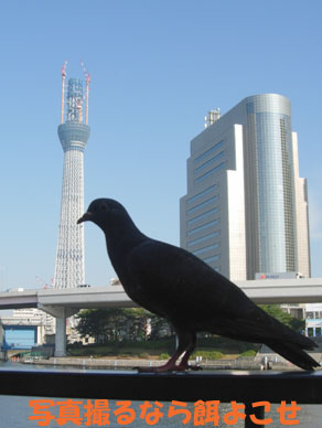 asakusa10092215