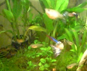 はらぼてちゃん