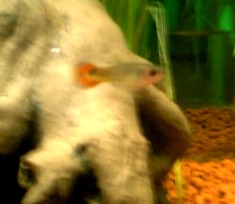 オレンジちゃん