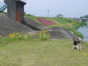 川岸散歩