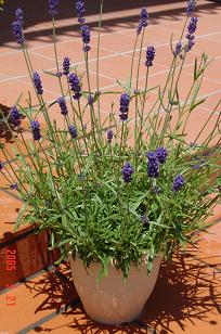 イングリッシュラベンダー