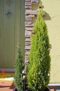 ゴールドクレスト