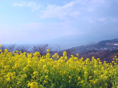 菜の花の咲く丘　相模湾を臨む・・